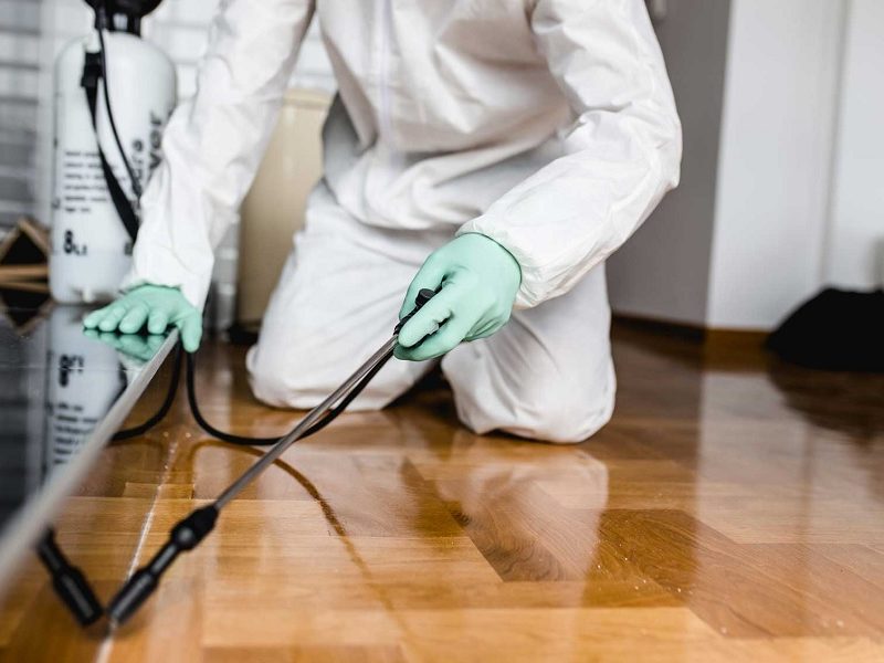 Reasons You Need a Pest Control Service